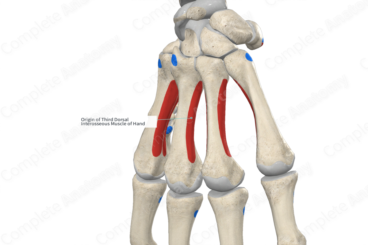 Origin of Third Dorsal Interosseous Muscle of Hand