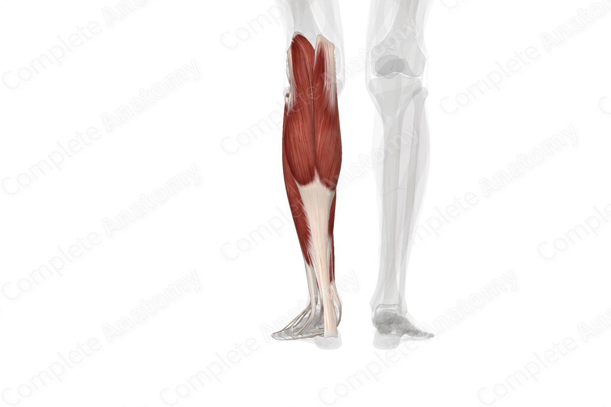 Muscles of Leg (Left)