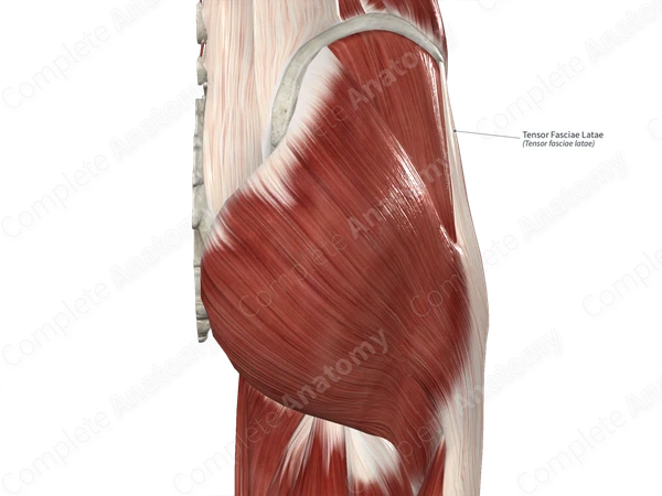 Tensor Fasciae Latae