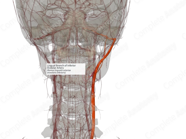 Lingual Branch of Inferior Alveolar Artery (Right)
