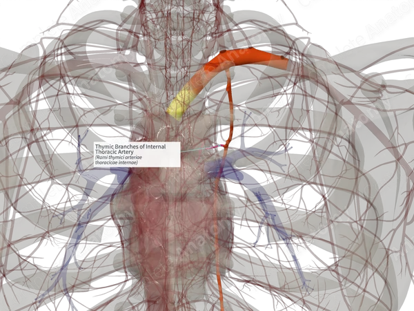 Thymic Branches of Internal Thoracic Artery (Right)