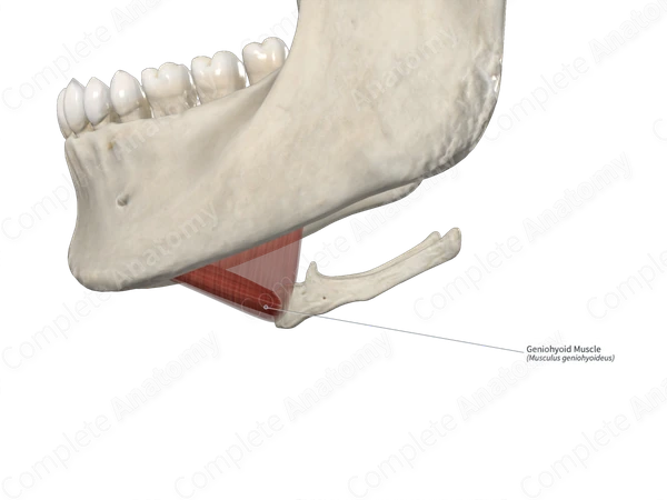 Geniohyoid Muscle 
