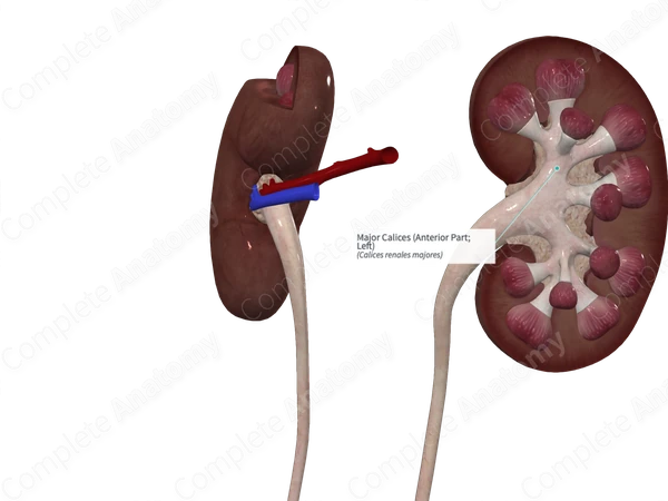 Major Calices (Anterior Part; Left)