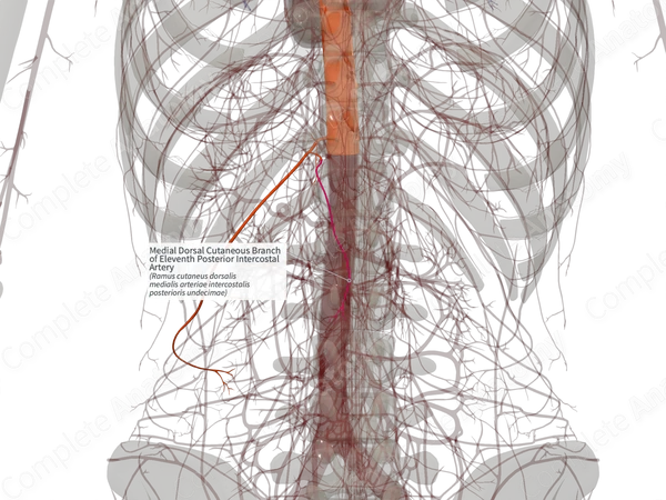 Medial Dorsal Cutaneous Branch of Eleventh Posterior Intercostal Artery (Left)