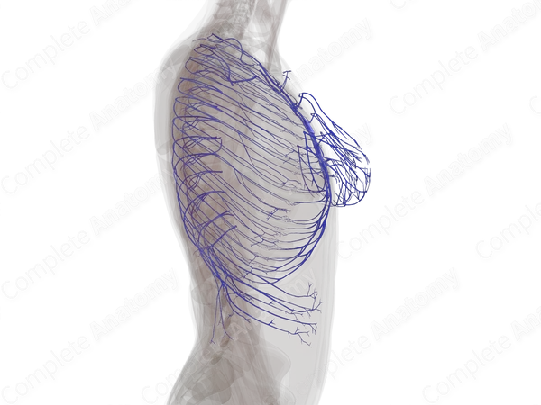 Veins of Thoracic Wall