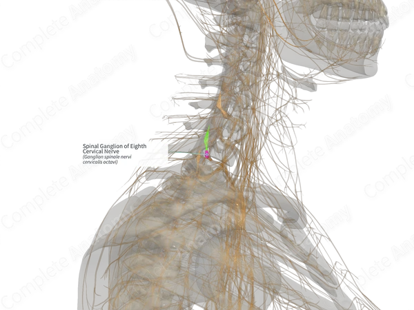Spinal Ganglion of Eighth Cervical Nerve (Left)