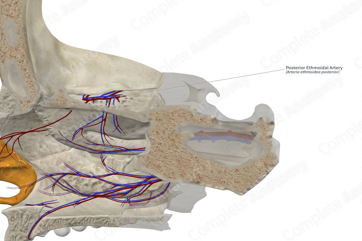 Posterior Ethmoidal Artery 