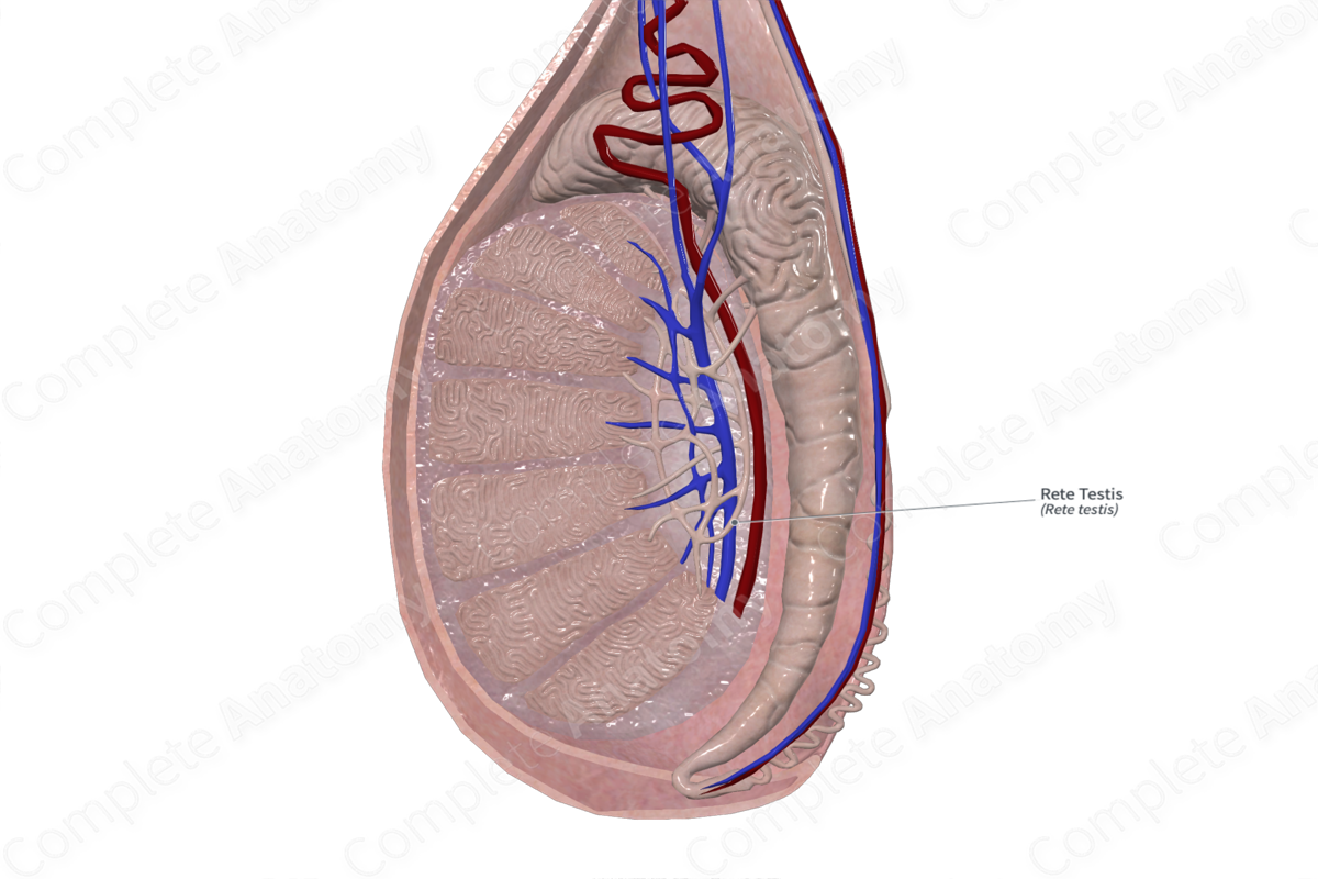 Rete Testis 