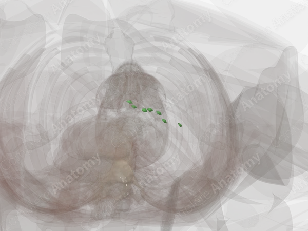 Pancreatic Nodes