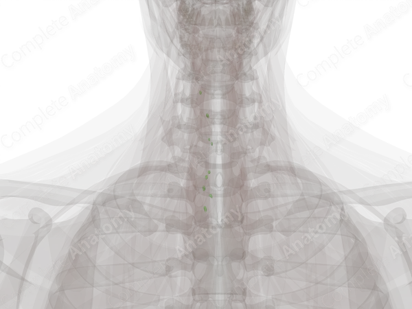 Deep Anterior Cervical Nodes (Left)