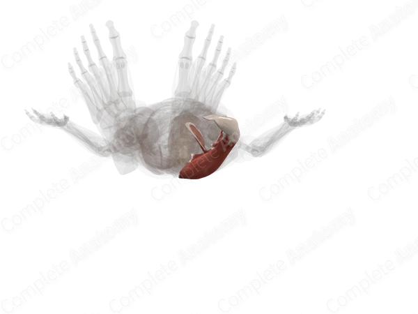 Muscles of Gluteal Region (Left)