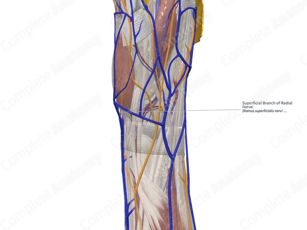 Superficial Branch of Radial Nerve 