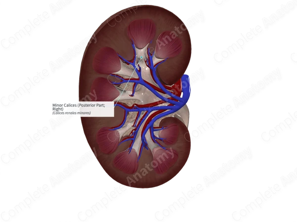Minor Calices (Posterior Part; Right)