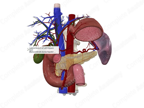 Lateral Branch of Left Hepatic Duct