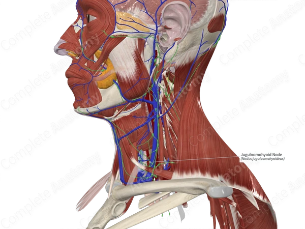 Juguloomohyoid Node 