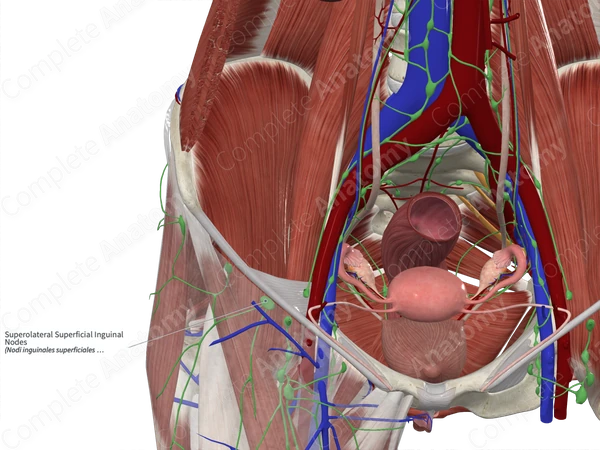 Superolateral Superficial Inguinal Nodes 