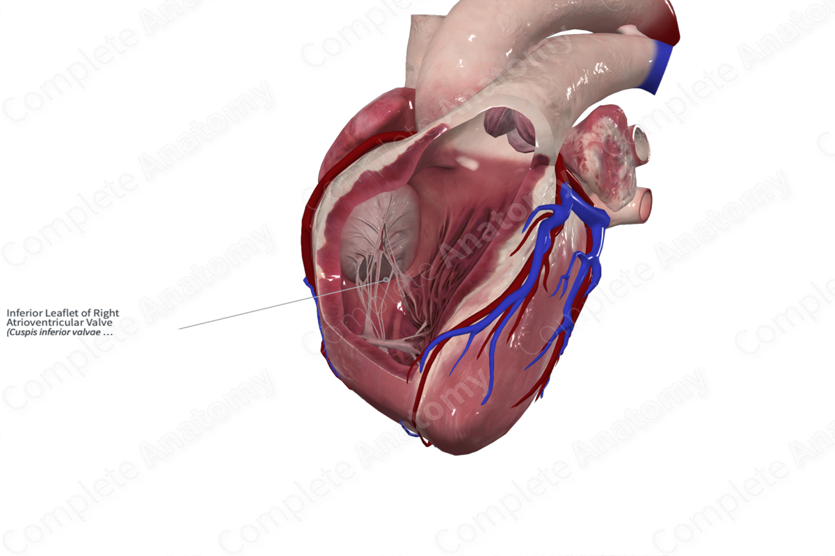 Inferior Leaflet of Right Atrioventricular Valve