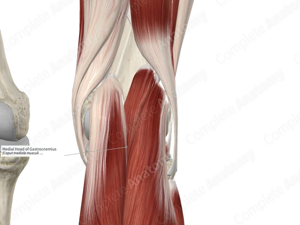 Medial Head of Gastrocnemius