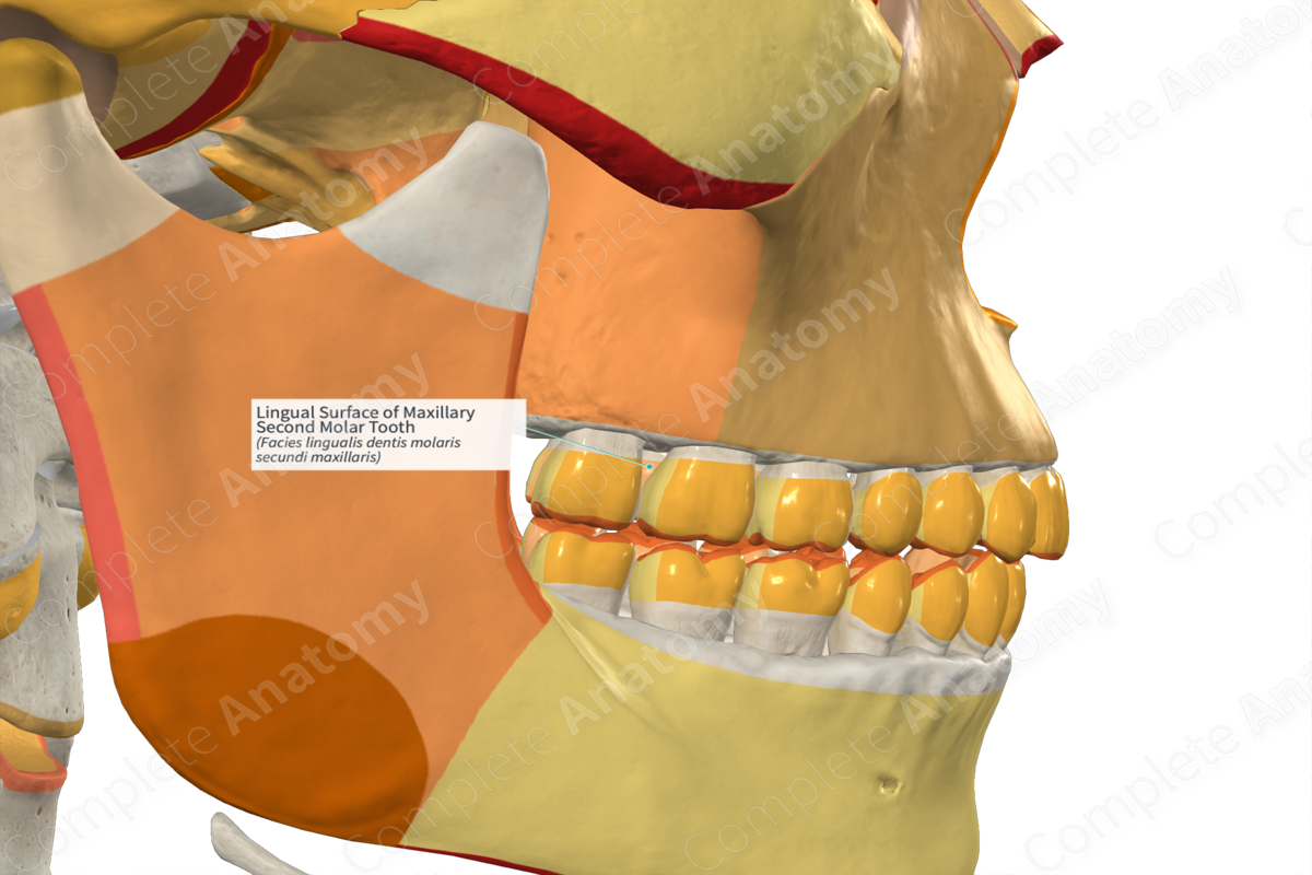 Lingual Surface of Maxillary Second Molar Tooth Complete Anatomy