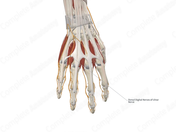 Dorsal Digital Branches of Ulnar Nerve
