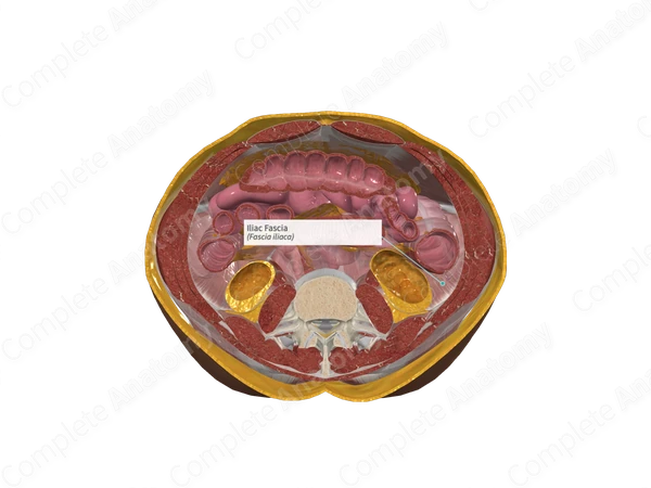 Iliac Fascia