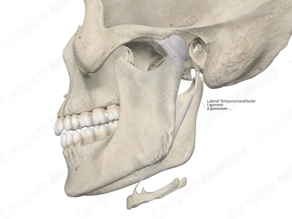 Lateral Temporomandibular Ligament