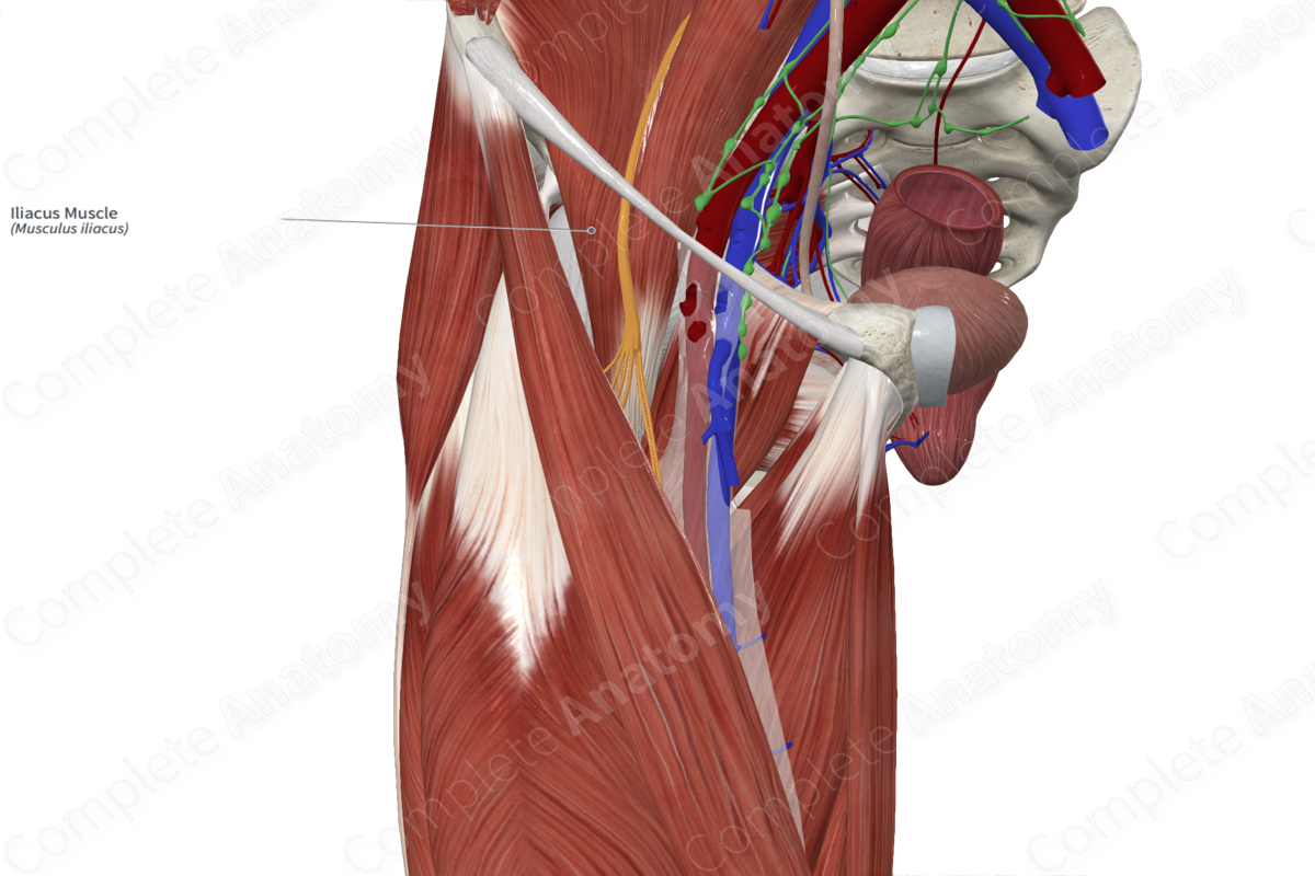 Everything You've Ever Wanted to Know About the Iliacus Muscle