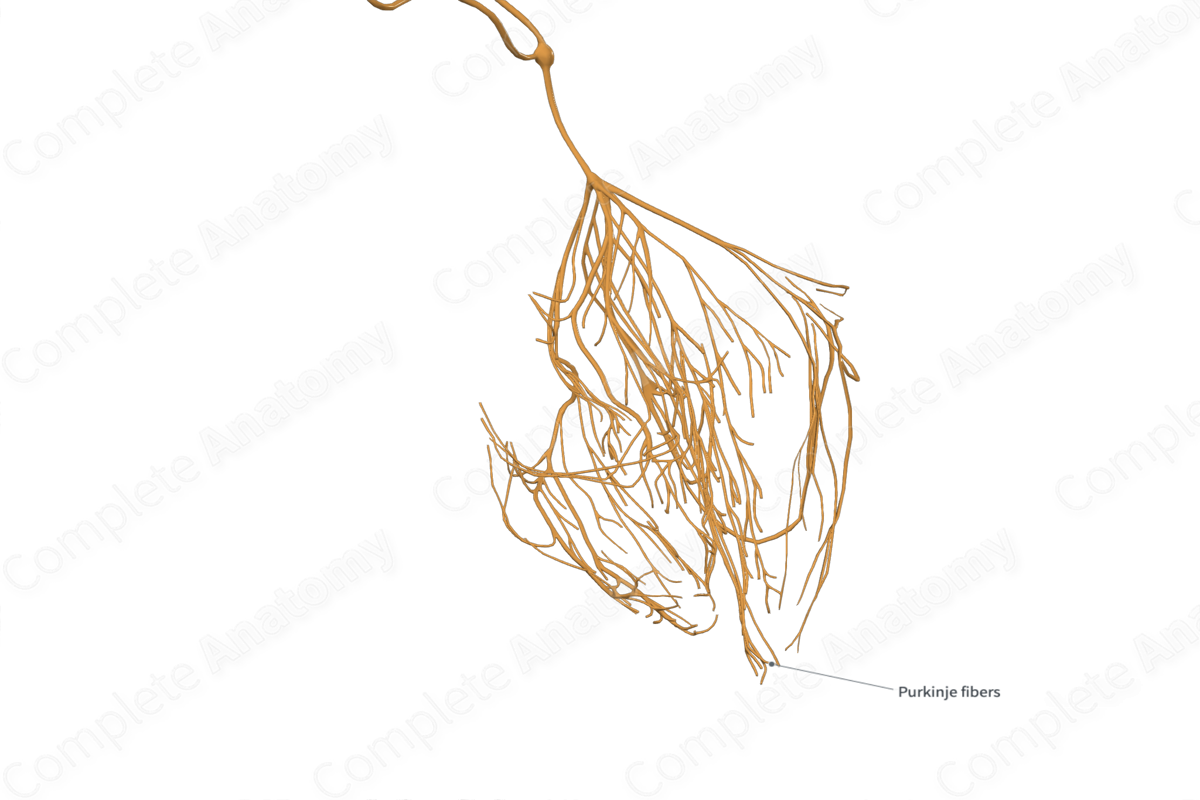 Subendocardial Branches 