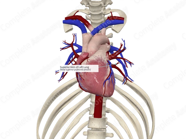 Superior Vein of Left Lung