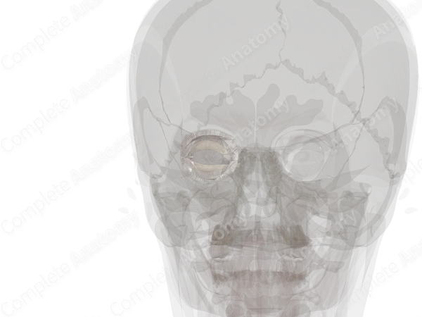 Connective Tissue of Orbital Cavity (Left)