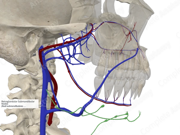 Retroglandular Submandibular Nodes 