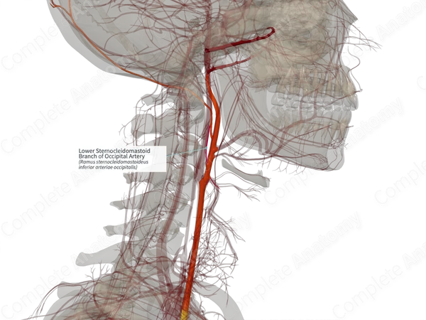Lower Sternocleidomastoid Branch of Occipital Artery (Right)
