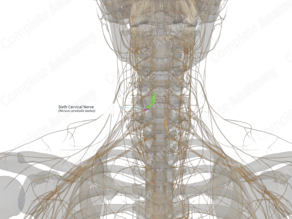 Sixth Cervical Nerve (Left)