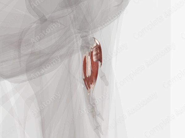 Muscles of Hand (Left)
