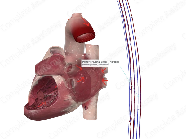 Posterior Spinal Veins (Thoracic)