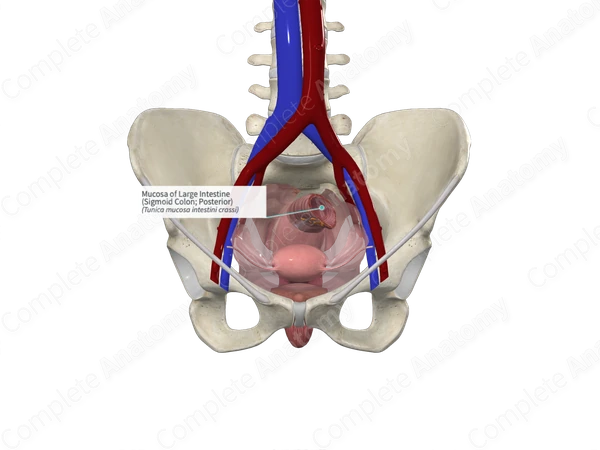 Mucosa of Large Intestine (Sigmoid Colon; Posterior)