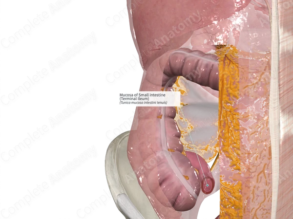 Mucosa of Small intestine (Terminal Ileum)