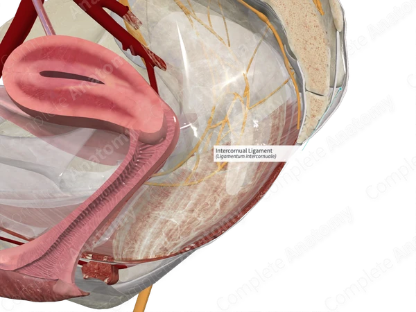 Intercornual Ligament