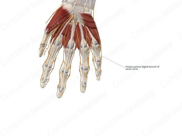 Proper Palmar Digital Branches of Ulnar Nerve
