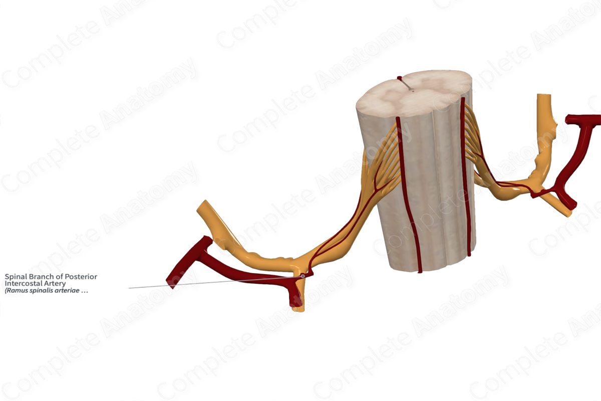 Spinal Branch of Posterior Intercostal Artery 