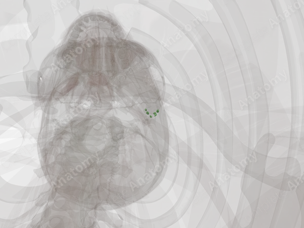 Deep Parotid Nodes (Left)