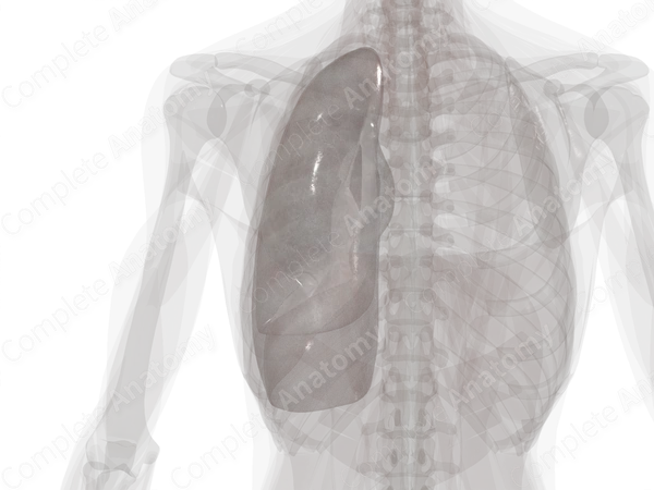 Pleura (Left Lung)