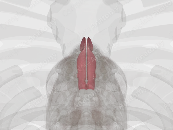 Nasal Cavity