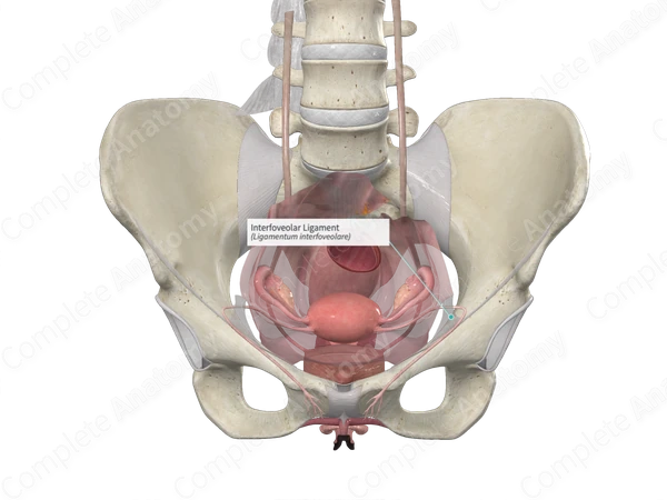 Interfoveolar Ligament 