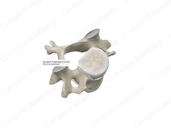 Nucleus Pulposus (C3-C4)
