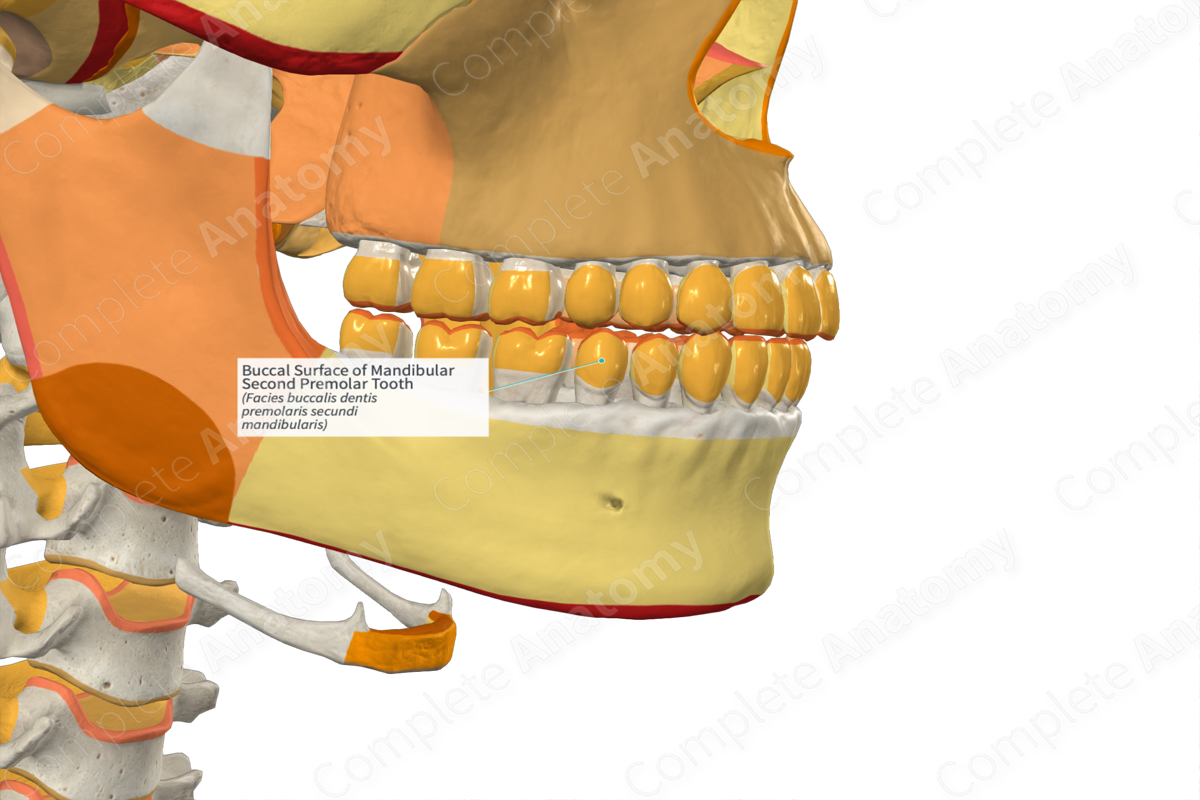 Buccal Surface of Mandibular Second Premolar Tooth
