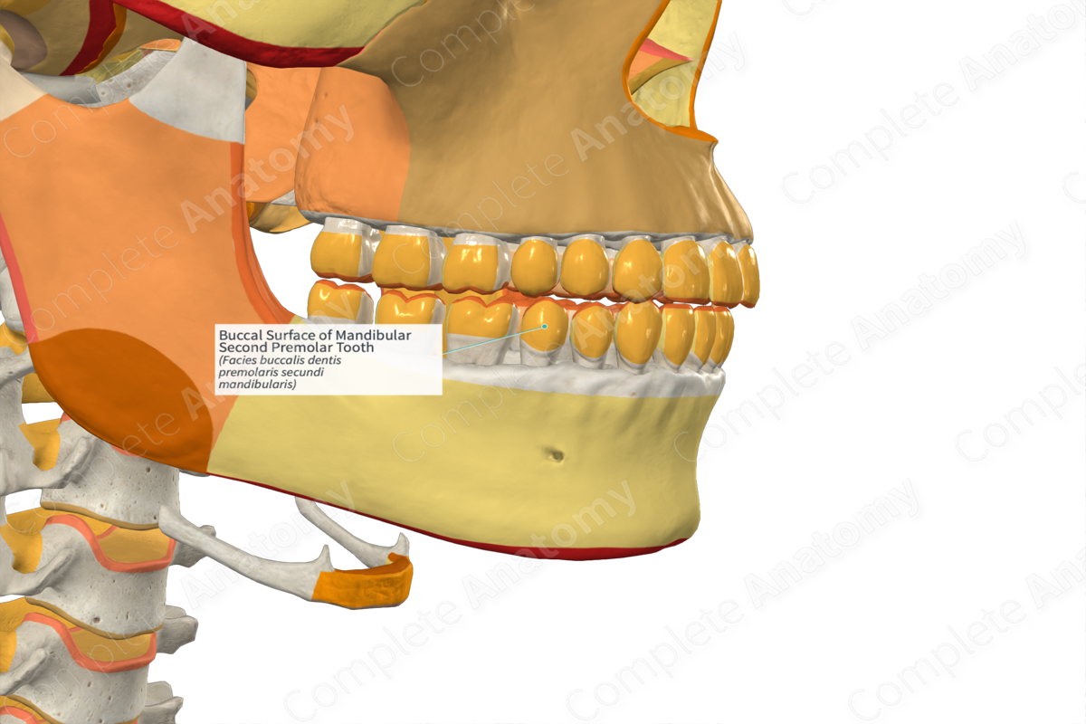 Buccal Surface of Mandibular Second Premolar Tooth Complete Anatomy
