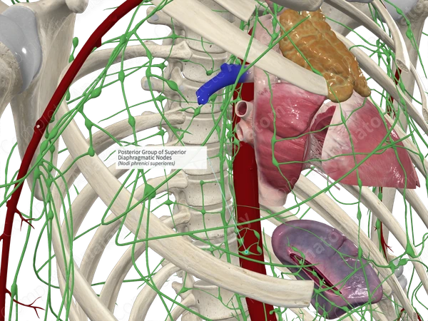 Posterior Group of Superior Diaphragmatic Nodes