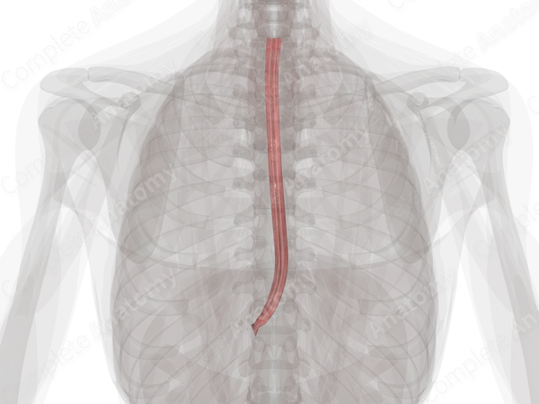 Mucosa of Esophagus