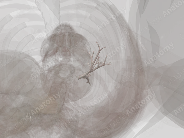 Bronchi of Superior Lobe of Left Lung